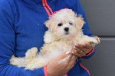 Bichon maltais (reu) 36237