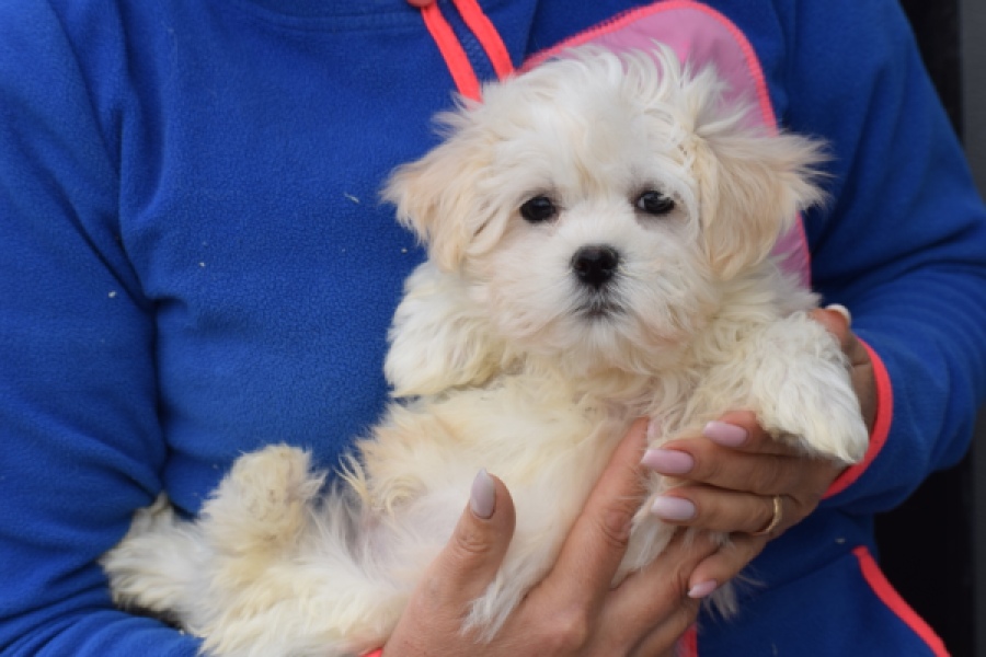 Bichon maltais (reu) 36237