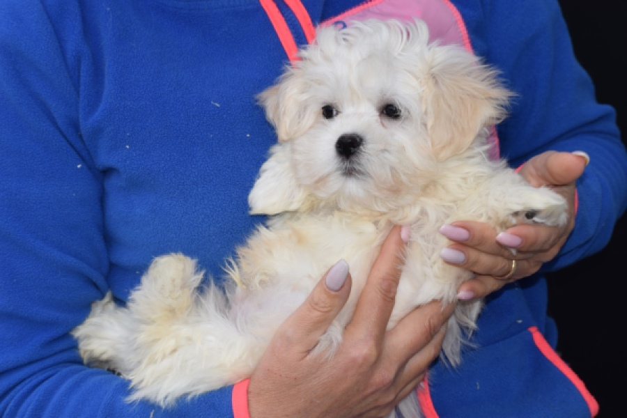 Bichon maltais (reu) 36237