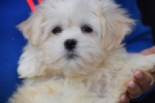 Bichon maltais (reu) 36237