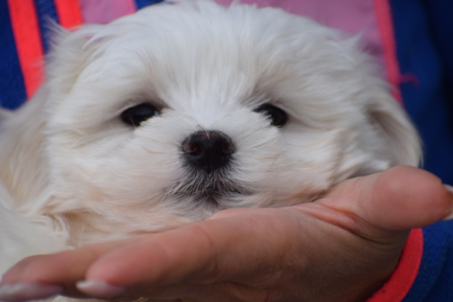 Bichon maltais (teef) 36232