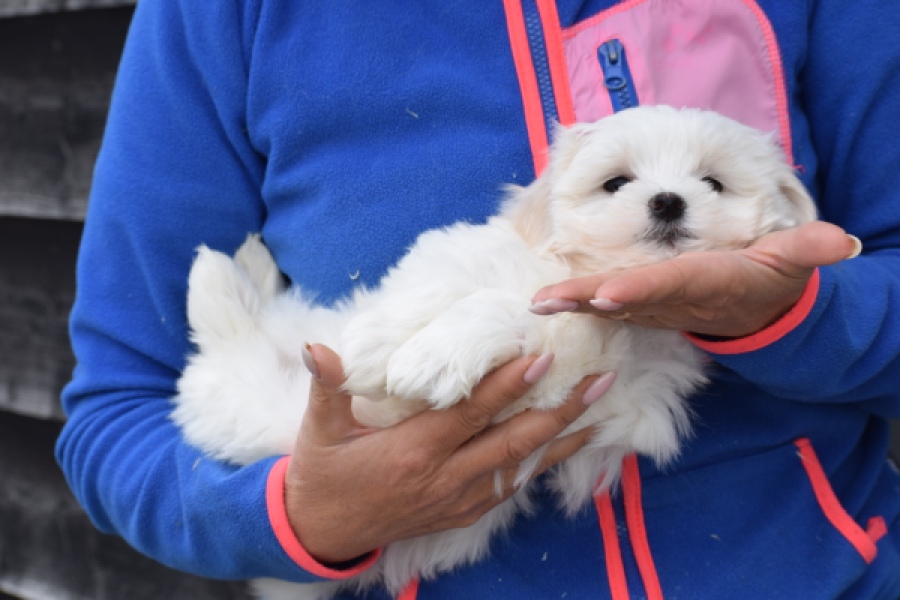 Bichon maltais (teef) 36232