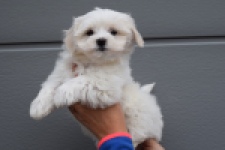 Bichon maltais (teef) 36232