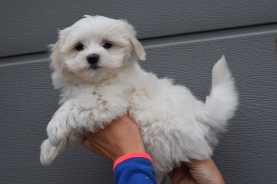 Bichon maltais (teef) 36232