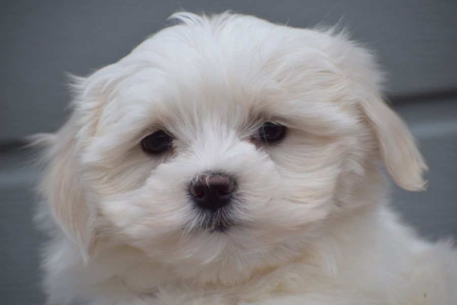 Bichon maltais (teef) 36232