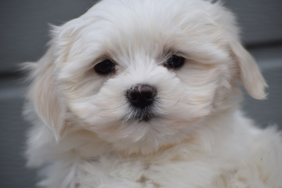 Bichon maltais (teef) 36232