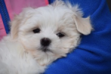 Bichon maltais (teef) 36232