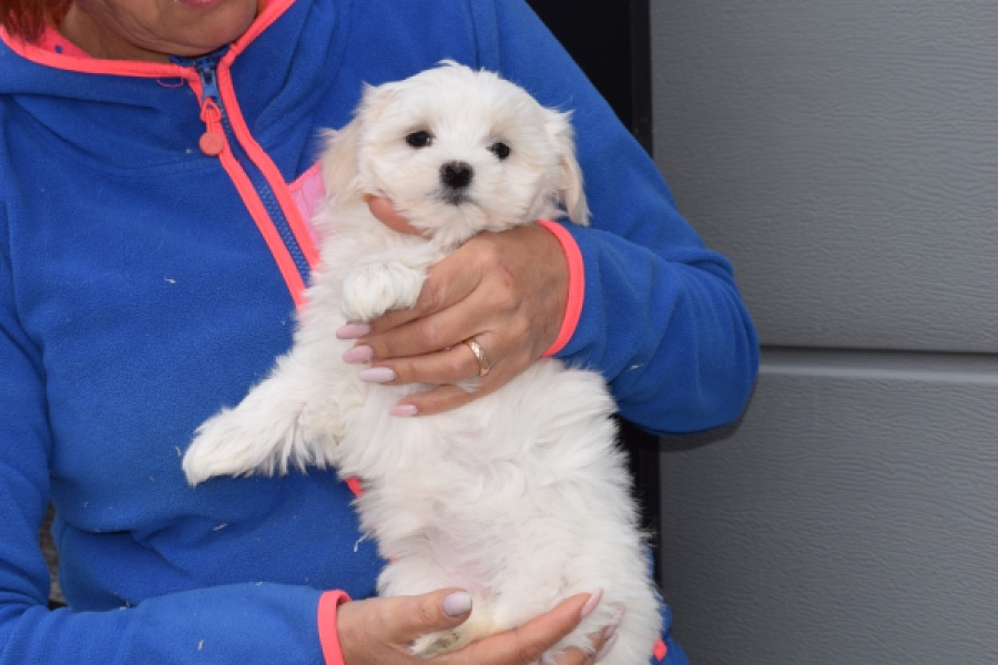 Bichon maltais (teef) 36232