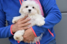 Bichon maltais (reu) 34047