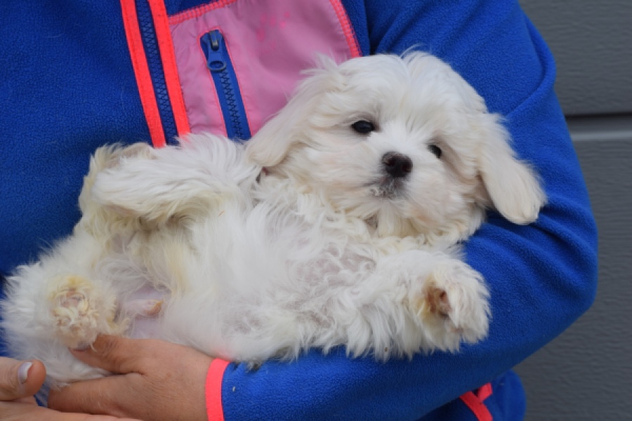 Bichon maltais (reu) 34047