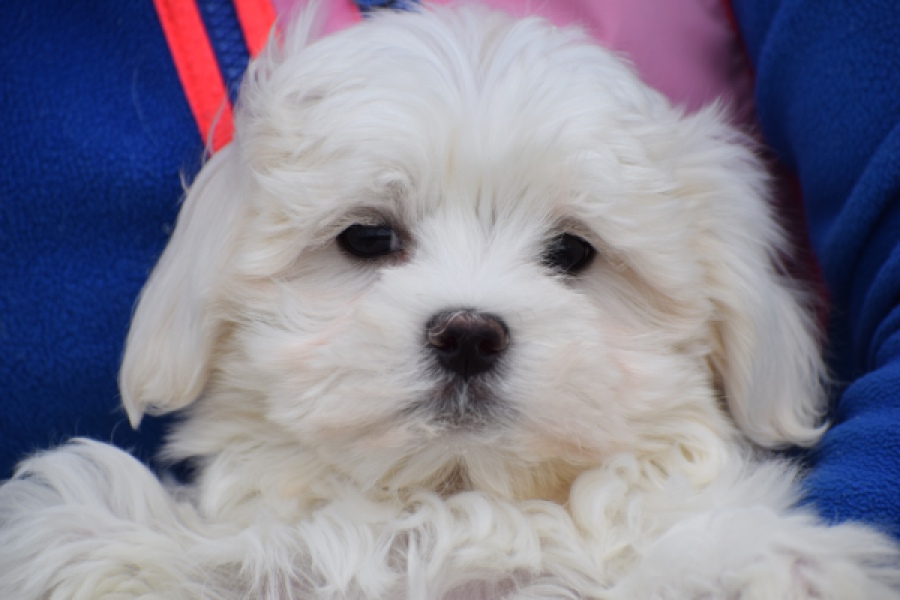 Bichon maltais (reu) 34047