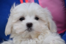 Bichon maltais (reu) 34047