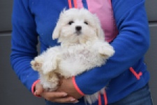 Bichon maltais (reu) 34047