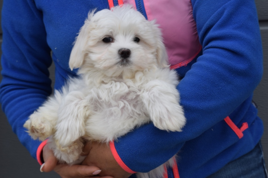 Bichon maltais (reu) 34047
