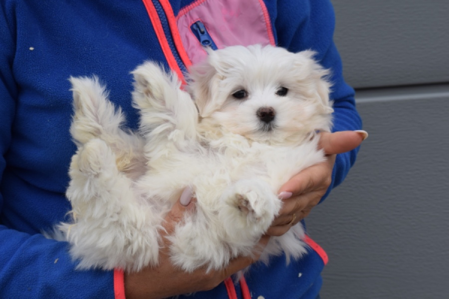 Bichon maltais (teef) 34042