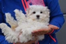 Bichon maltais (teef) 34042