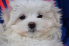 Bichon maltais (teef) 34042