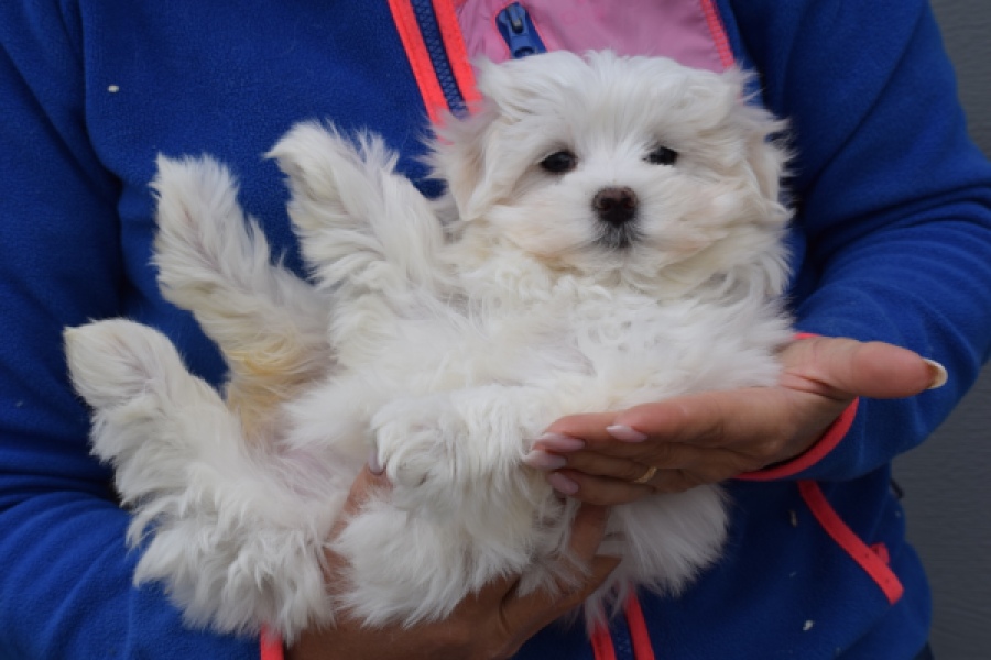 Bichon maltais (teef) 34042