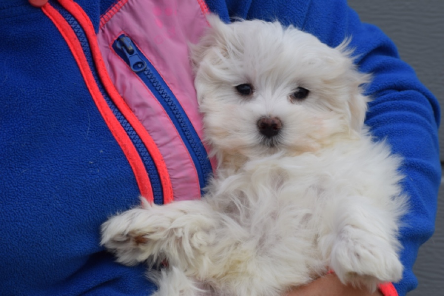 Bichon maltais (teef) 34042