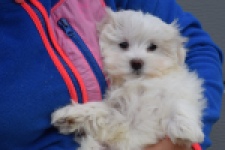 Bichon maltais (teef) 34042