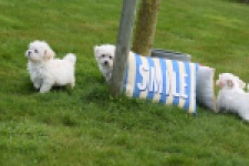 Bichon maltais (teef) 34042