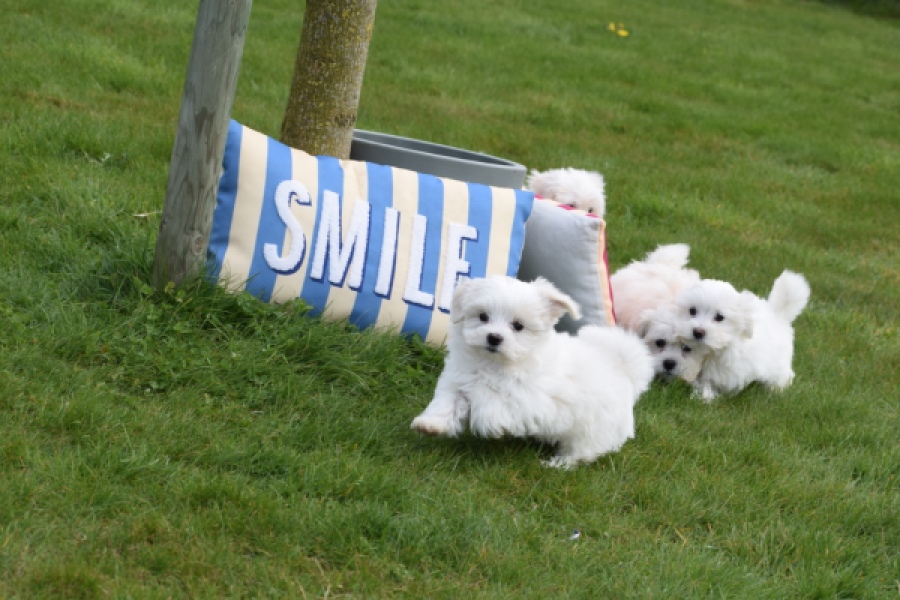 Bichon maltais (teef) 34042