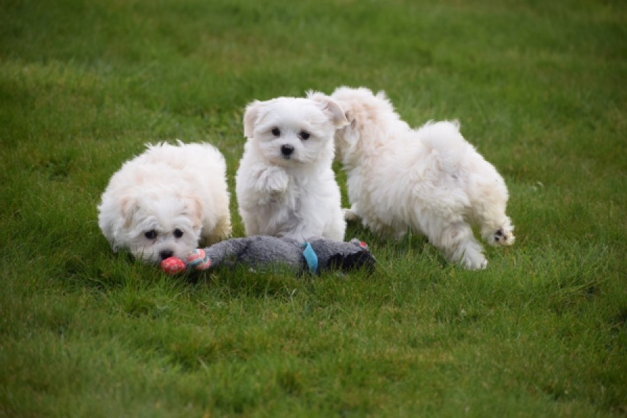Bichon maltais (reu) 36237