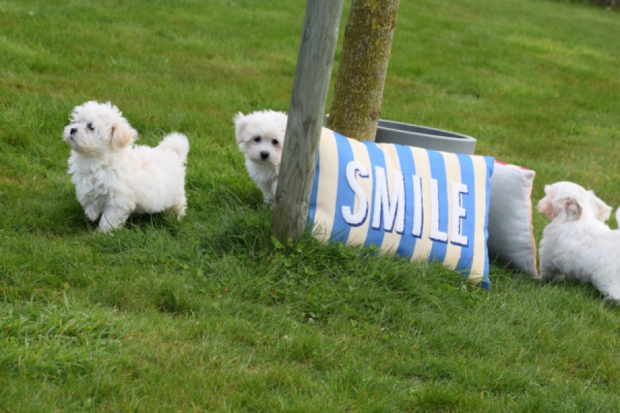 Bichon maltais (reu) 36237