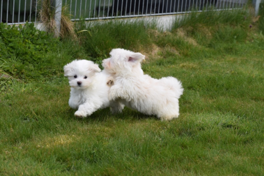 Bichon maltais (reu) 36233