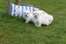 Bichon maltais (reu) 36233