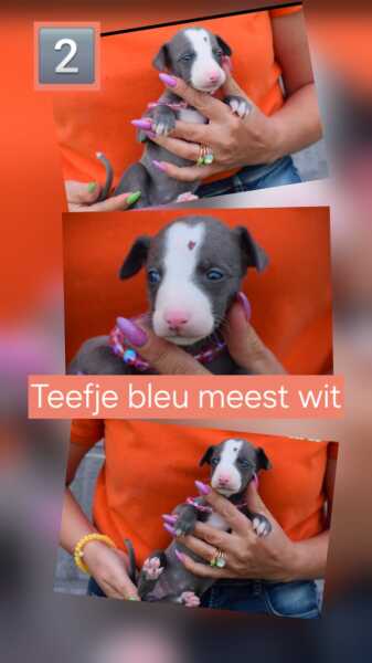 Whippet (teef) 92645