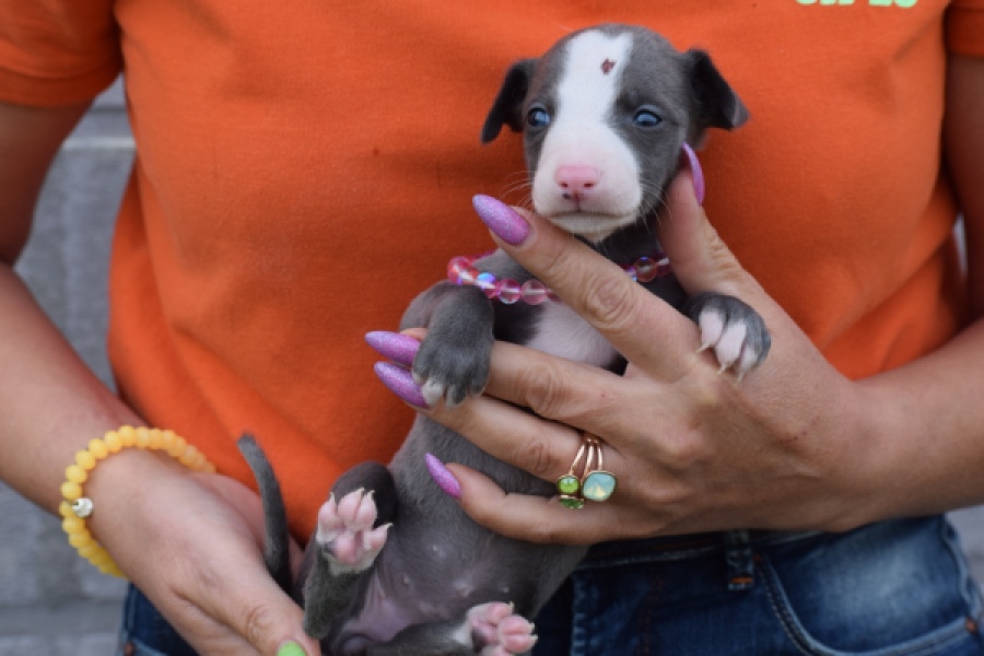 Whippet (teef) 92645