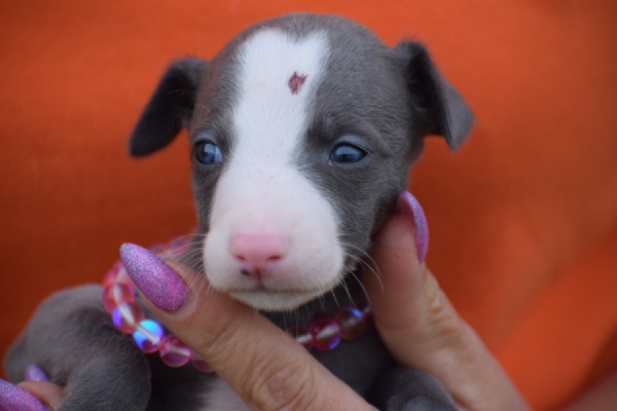 Whippet (teef) 92645