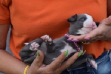 Whippet (teef) 92645