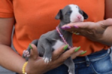 Whippet (teef) 92645