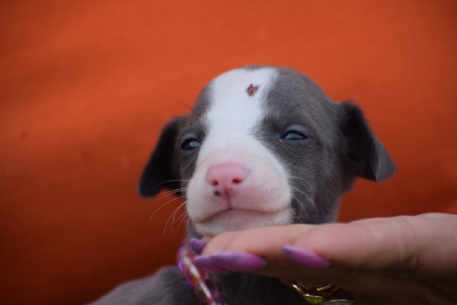 Whippet (teef) 92645