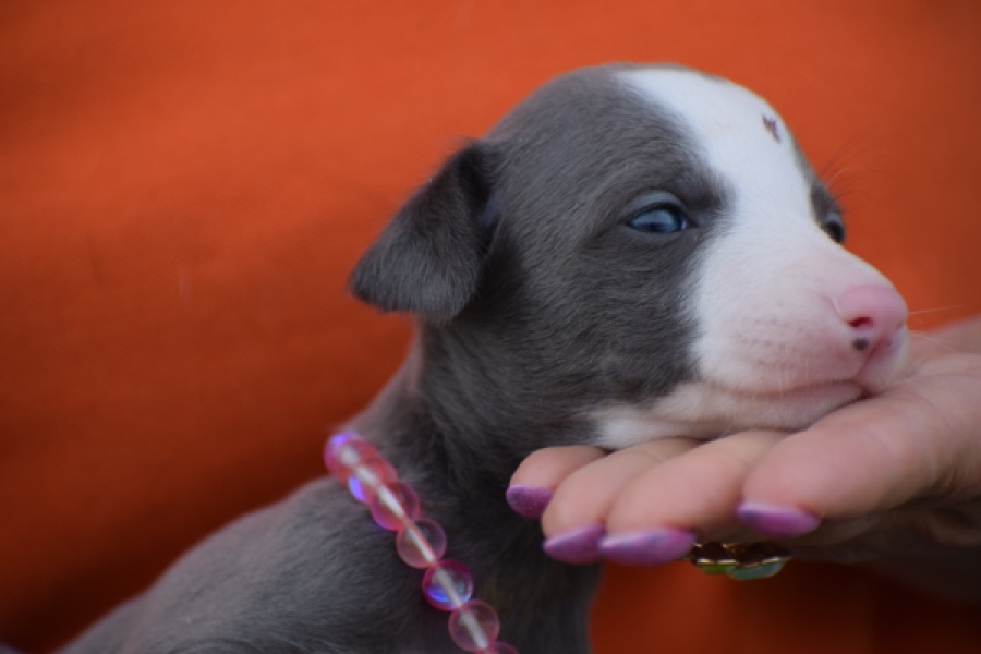 Whippet (teef) 92645