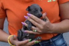 Whippet (teef) 94267