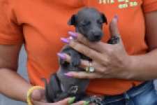 Whippet (teef) 94267