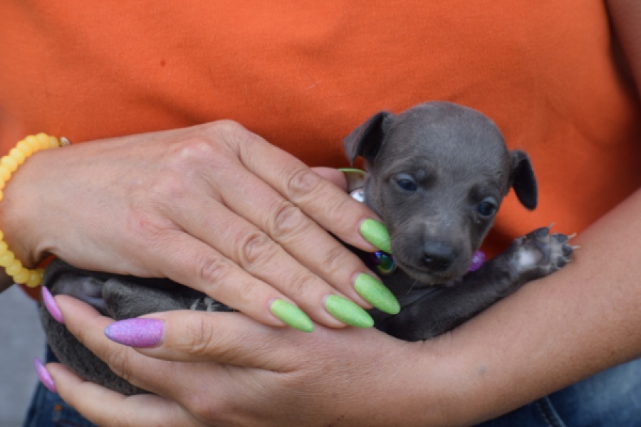 Whippet (teef) 94267