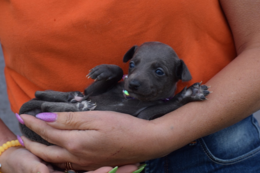 Whippet (teef) 94267