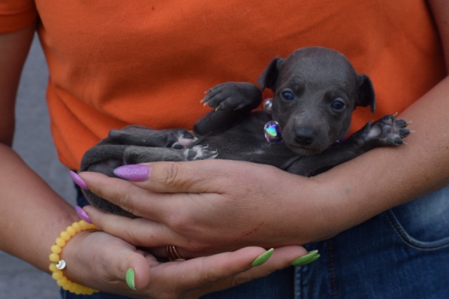 Whippet (teef) 94267