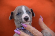 Whippet (reu) 98058