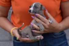 Whippet (reu) 98058