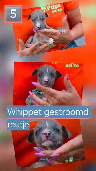 Whippet (reu) 99057