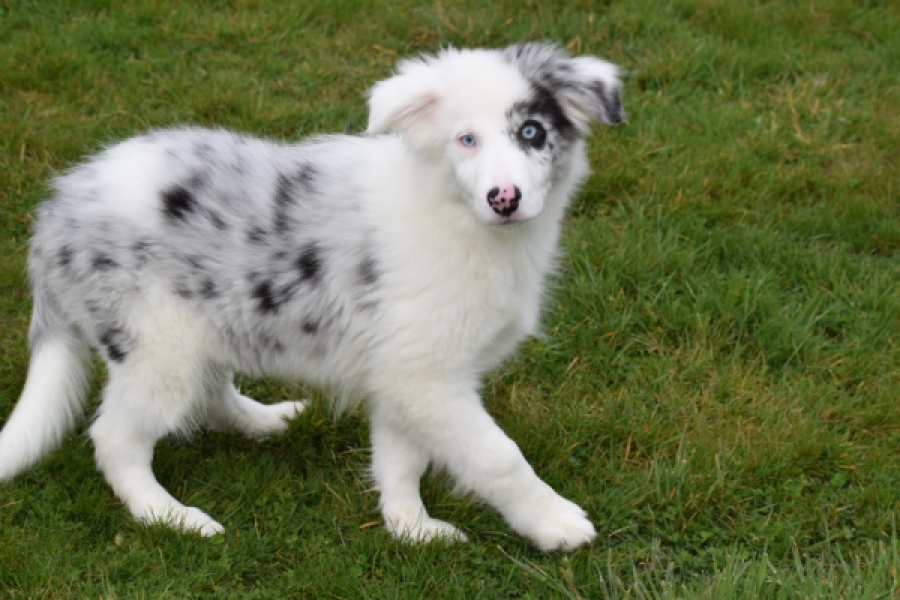 Border Collie (reu) 83484
