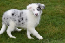 Border Collie (reu) 83484