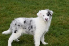 Border Collie (reu) 83484