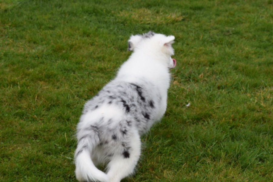 Border Collie (reu) 83484