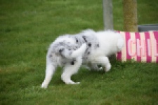 Border Collie (reu) 83484